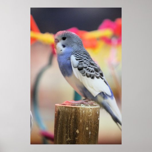 Poster Touche (Devant)