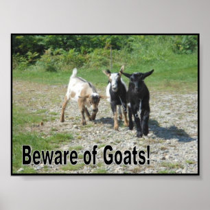 Poster Tough Nigerian Dwarf Goats