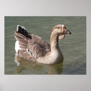 Poster Toulouse Goose