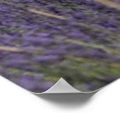 Poster Tour de France dans les lavandes (Coin)