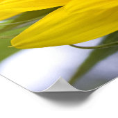Poster Tournesol (Coin)