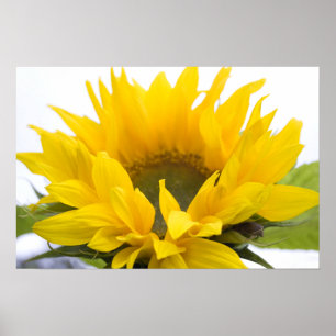 Poster Tournesol