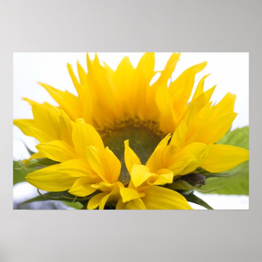 Poster Tournesol (Devant)
