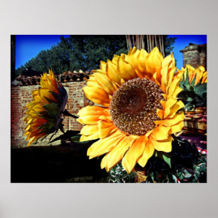 Poster Tournesol