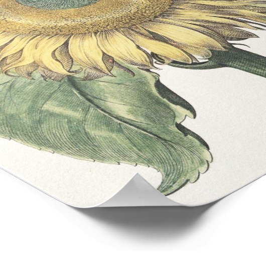 Poster Tournesol (Coin)