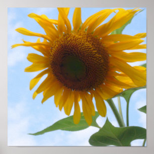 Poster Tournesol