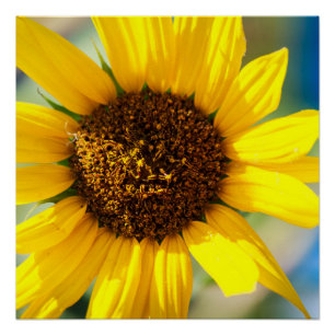 Poster Tournesol