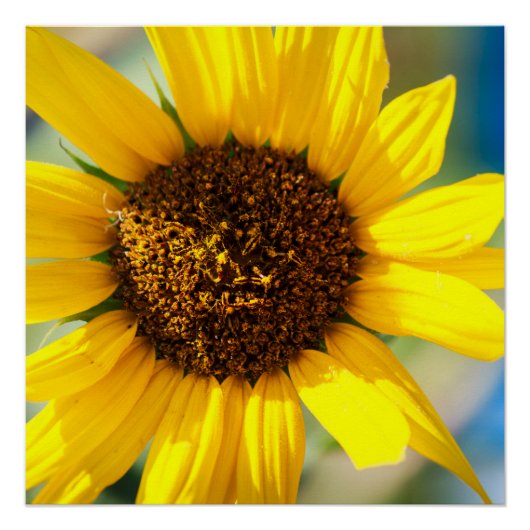 Poster Tournesol (Devant)