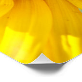 Poster Tournesol (Coin)