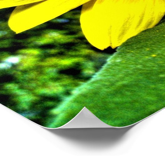 Poster tournesol (Coin)