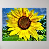 Poster tournesol (Devant)