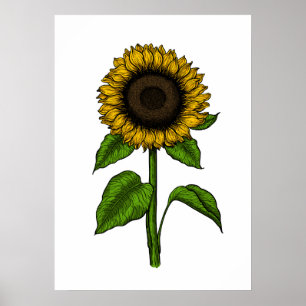 Poster Tournesol