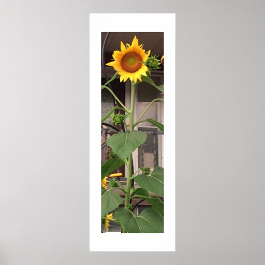 Poster Tournesol (Devant)