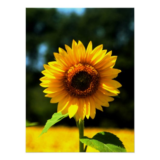 Poster Tournesol (Devant)