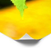 Poster Tournesol (Coin)
