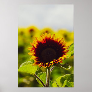Poster Tournesol