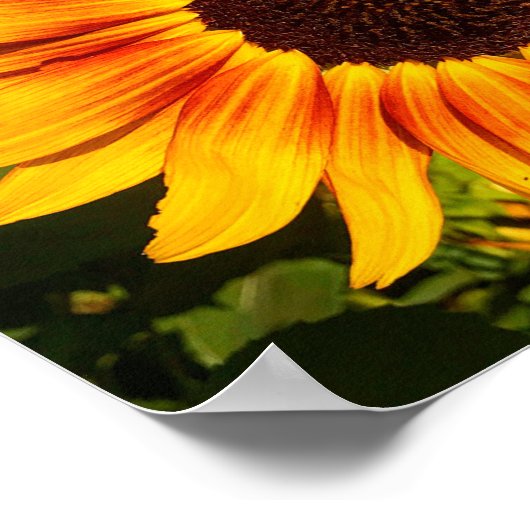 Poster Tournesol (Coin)