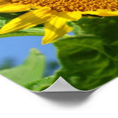 Poster Tournesol (Coin)