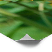 Poster Tournesol (Coin)