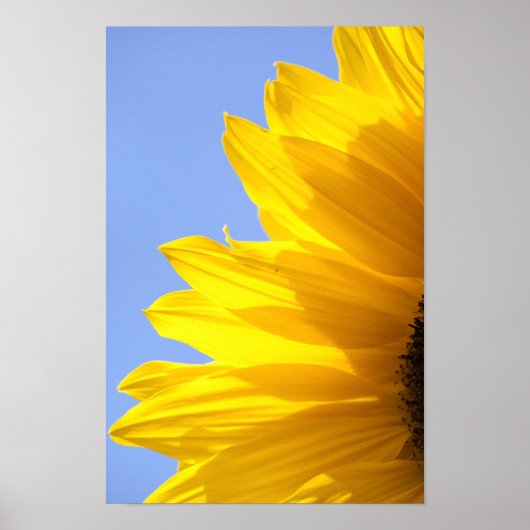 Poster Tournesol (Devant)