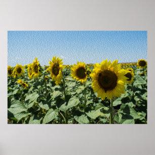 Poster Tournesol