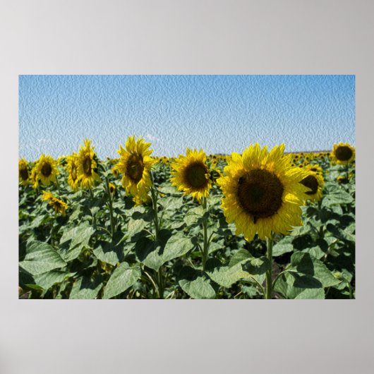 Poster Tournesol (Devant)