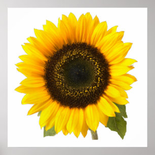 Poster Tournesol