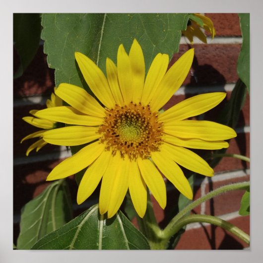 Poster Tournesol (Devant)