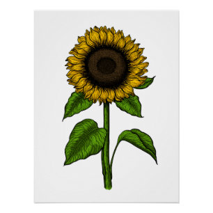 Poster Tournesol