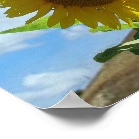 Poster - Tournesol (Coin)