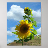 Poster - Tournesol (Devant)