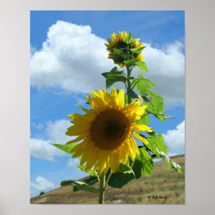 Poster - Tournesol
