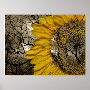 Poster tournesol