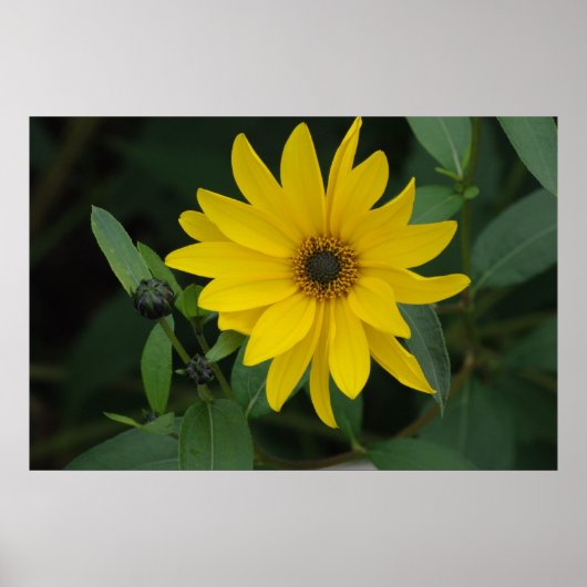Poster Tournesol (Devant)