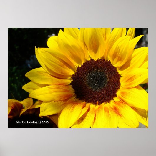 Poster Tournesol (Devant)