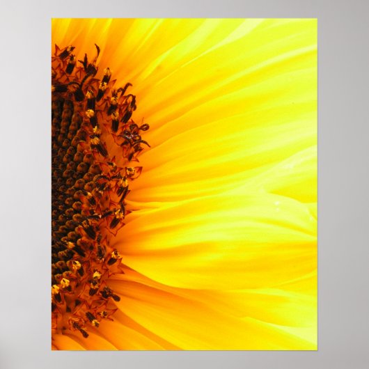 Poster Tournesol (Devant)