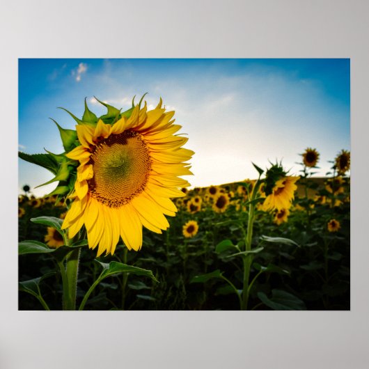 Poster Tournesol (Devant)