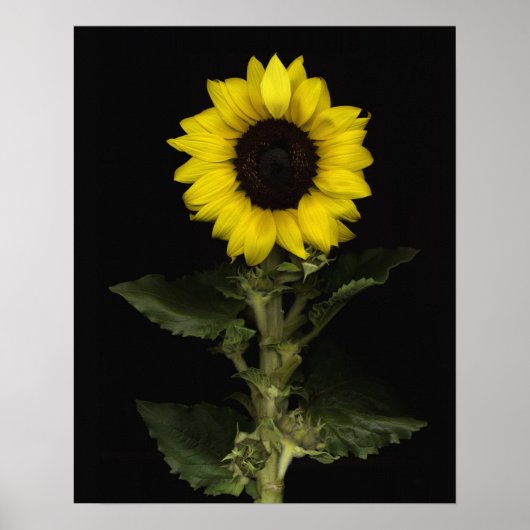 Poster Tournesol 11 (Devant)