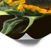 Poster Tournesol Au Soleil (Coin)
