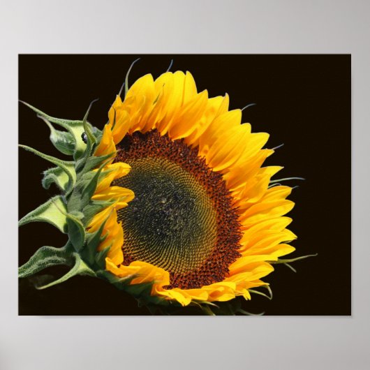 Poster Tournesol Au Soleil (Devant)
