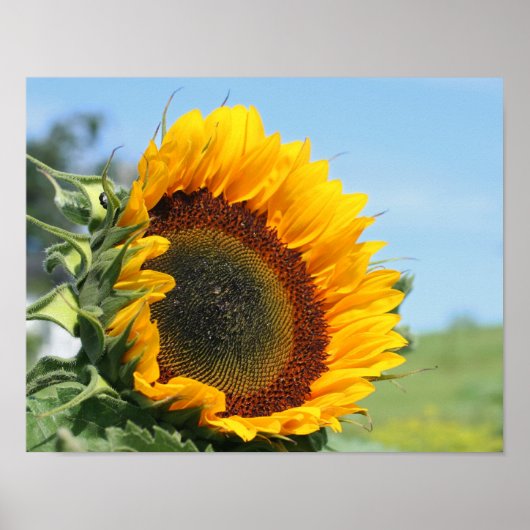 Poster Tournesol Au Soleil (Devant)