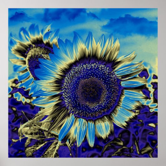 Poster Tournesol bleu (Devant)