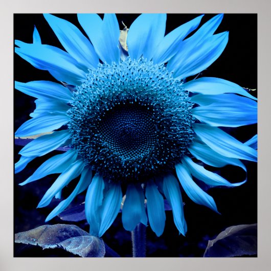 Poster Tournesol bleu, marguerite bleue, fleur bleue (Devant)