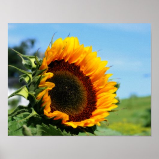 Poster Tournesol Dans L'Effet Orton Fleur De Soleil (Devant)
