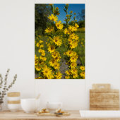 Poster Tournesol de Maximilian (Helianthus Maximiliani) (Cuisine)