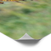 Poster Tournesol défraîchi (Coin)