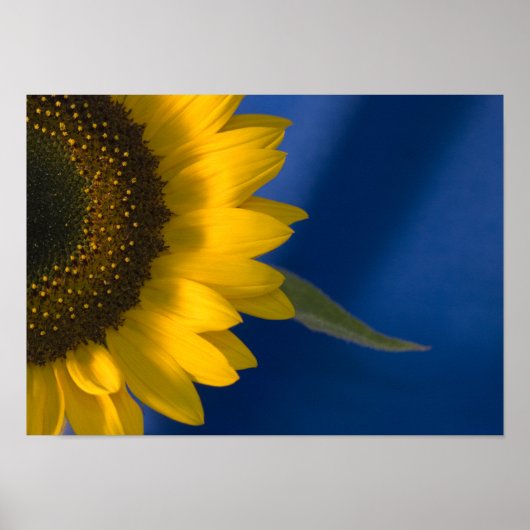 Poster Tournesol en bleu (Devant)