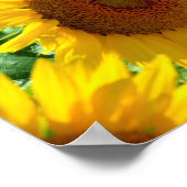 Poster Tournesol en France (Coin)
