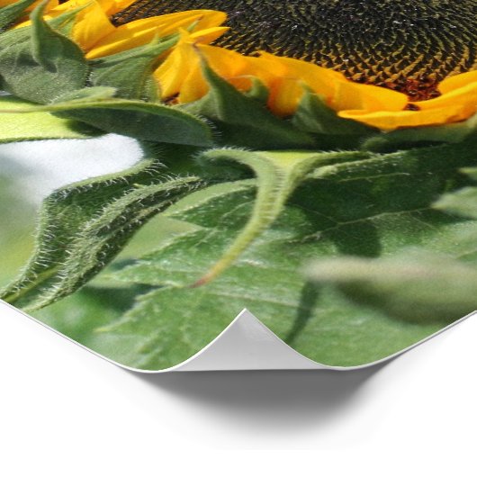 Poster Tournesol En Miroir Soleil Abstrait (Coin)