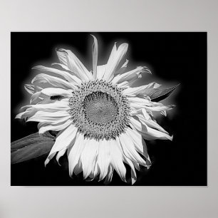 Poster Tournesol En Noir Et Blanc